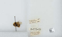 Image of Frigid Bumble Bee