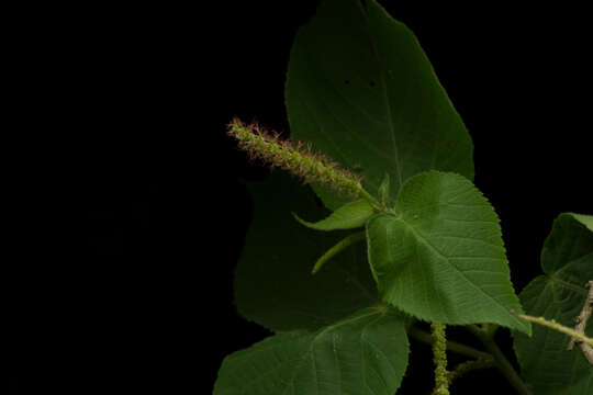 Image de Acalypha mollis Kunth