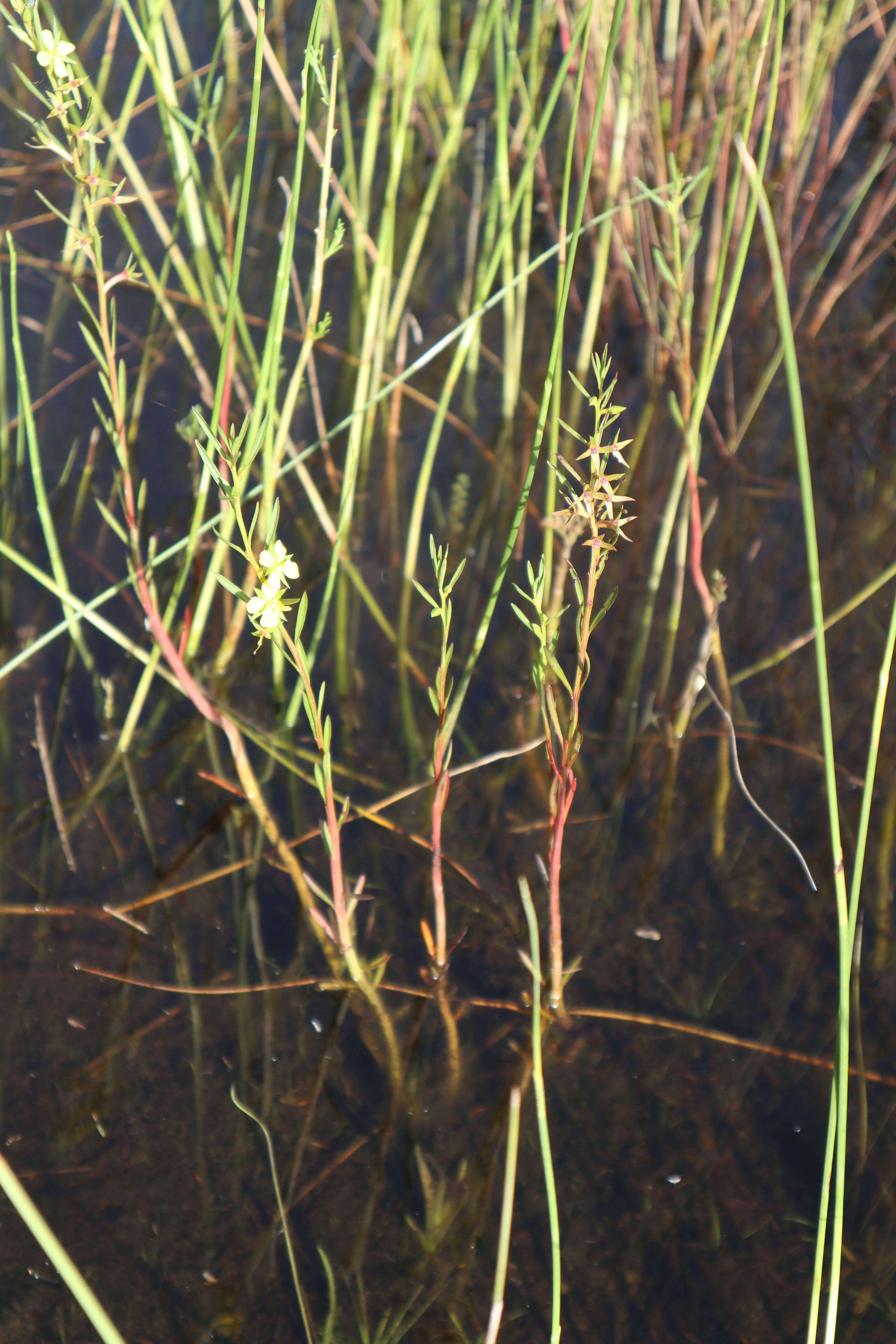 Image of Southeastern Primrose-Willow