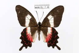 Parides ascanius (Cramer (1775))的圖片