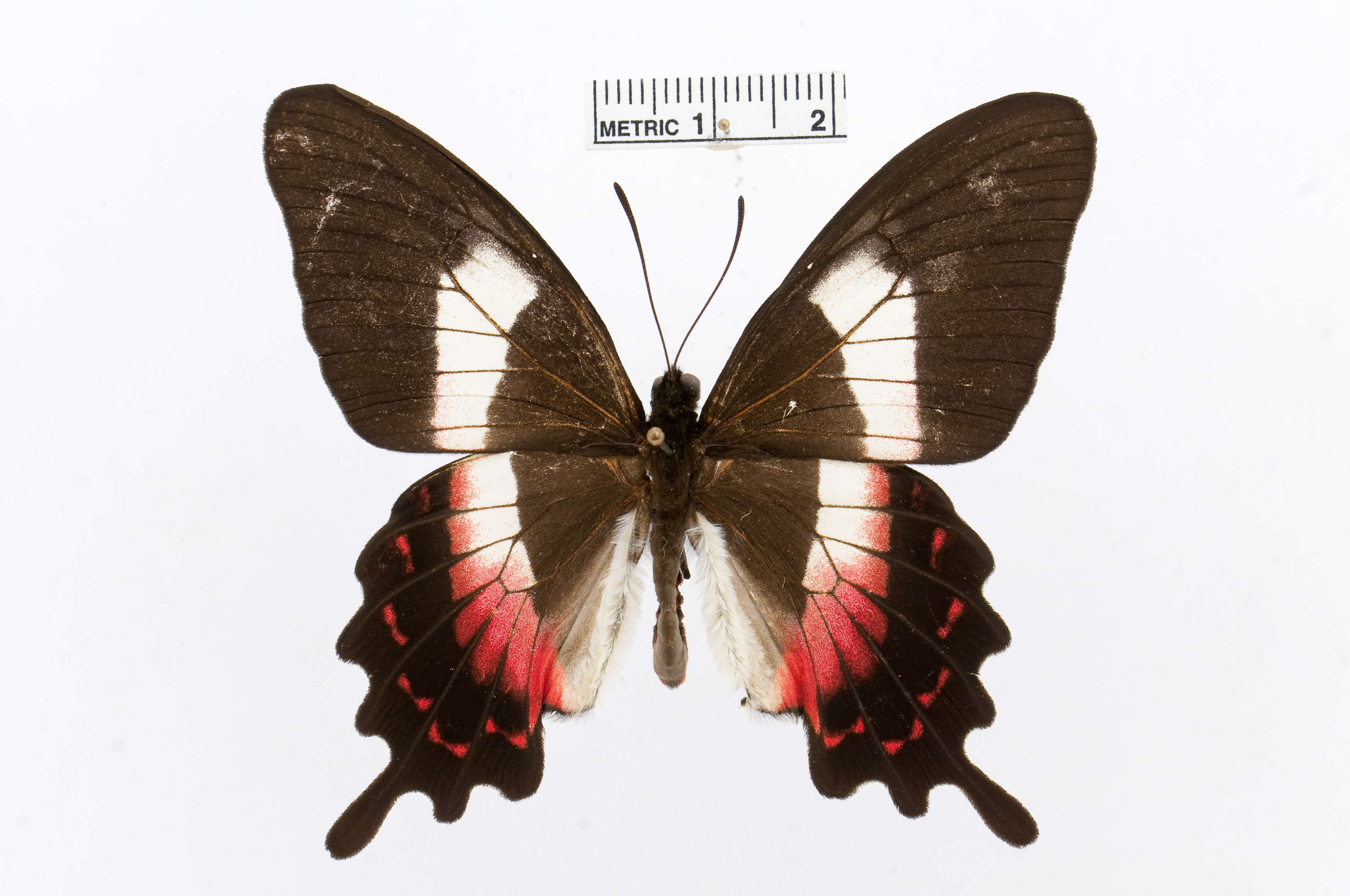 Parides ascanius (Cramer (1775))的圖片