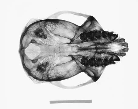 Image of Colobus guereza kikuyuensis Lönnberg 1912