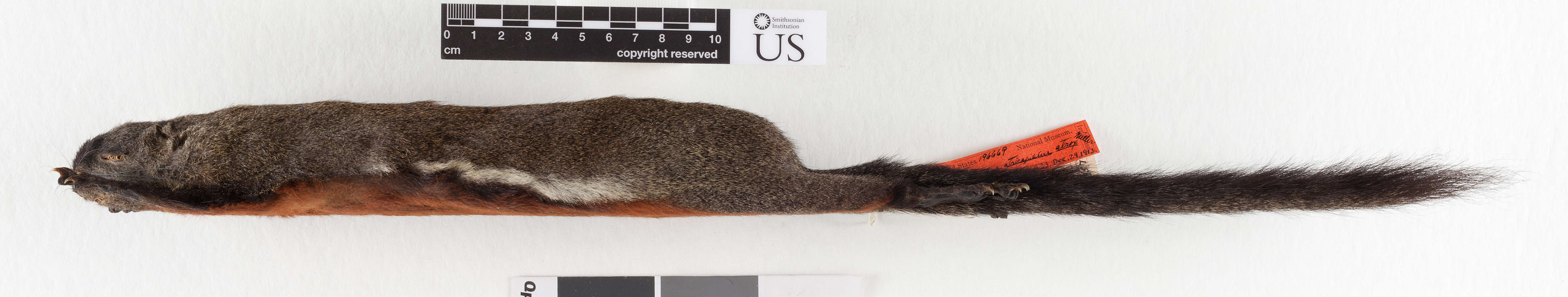 Image of Prevost's Squirrel