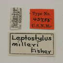 Image of Leptostylopsis milleri (Fisher 1932)