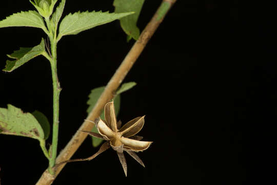 Image of Hibiscus peripteroides P. A. Fryxell