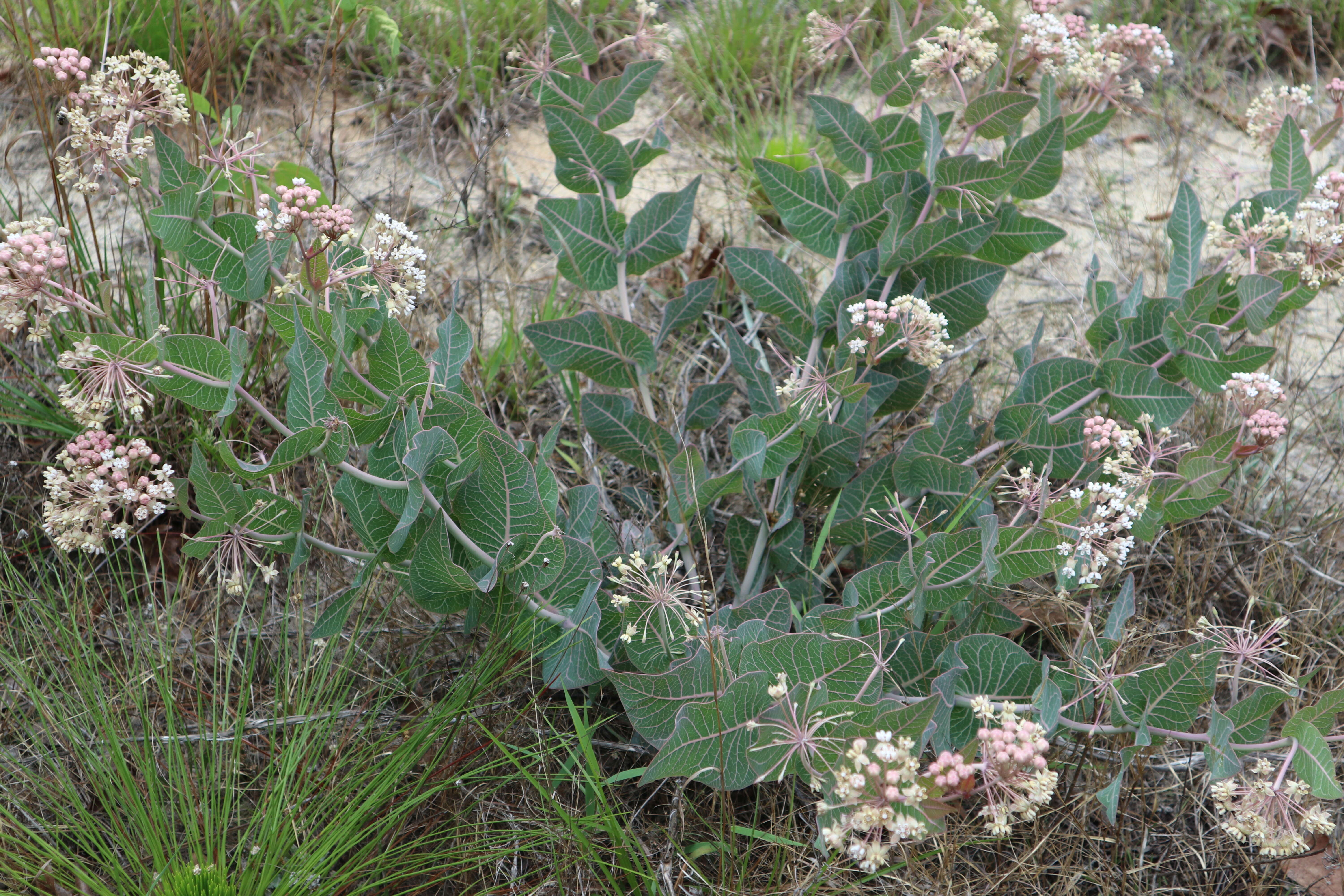 Image of pinewoods milkweed