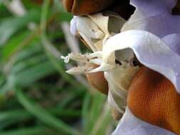 Image of Bengal clock vine