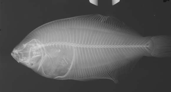 Image of Marbled flounder
