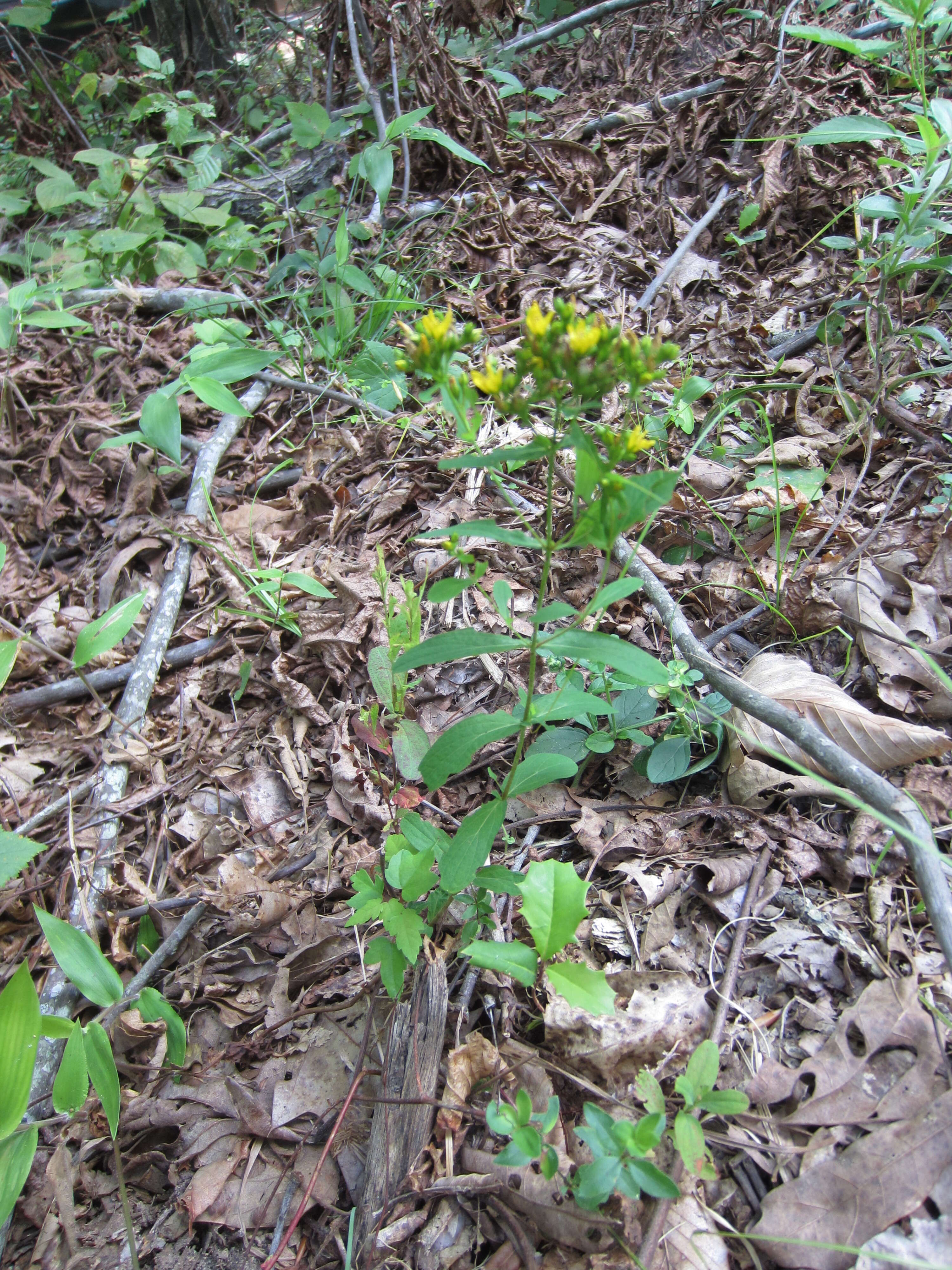 Sivun Hypericum punctatum Lam. kuva