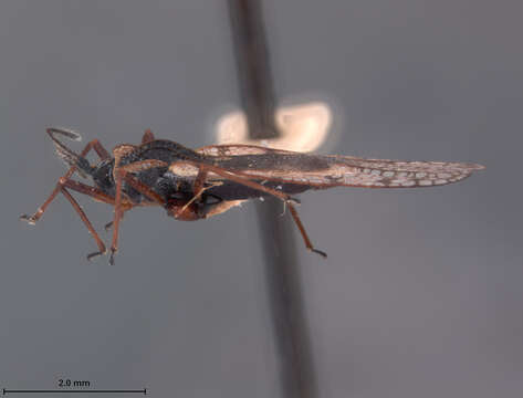 Image of Leptodictya formosatis Drake 1928