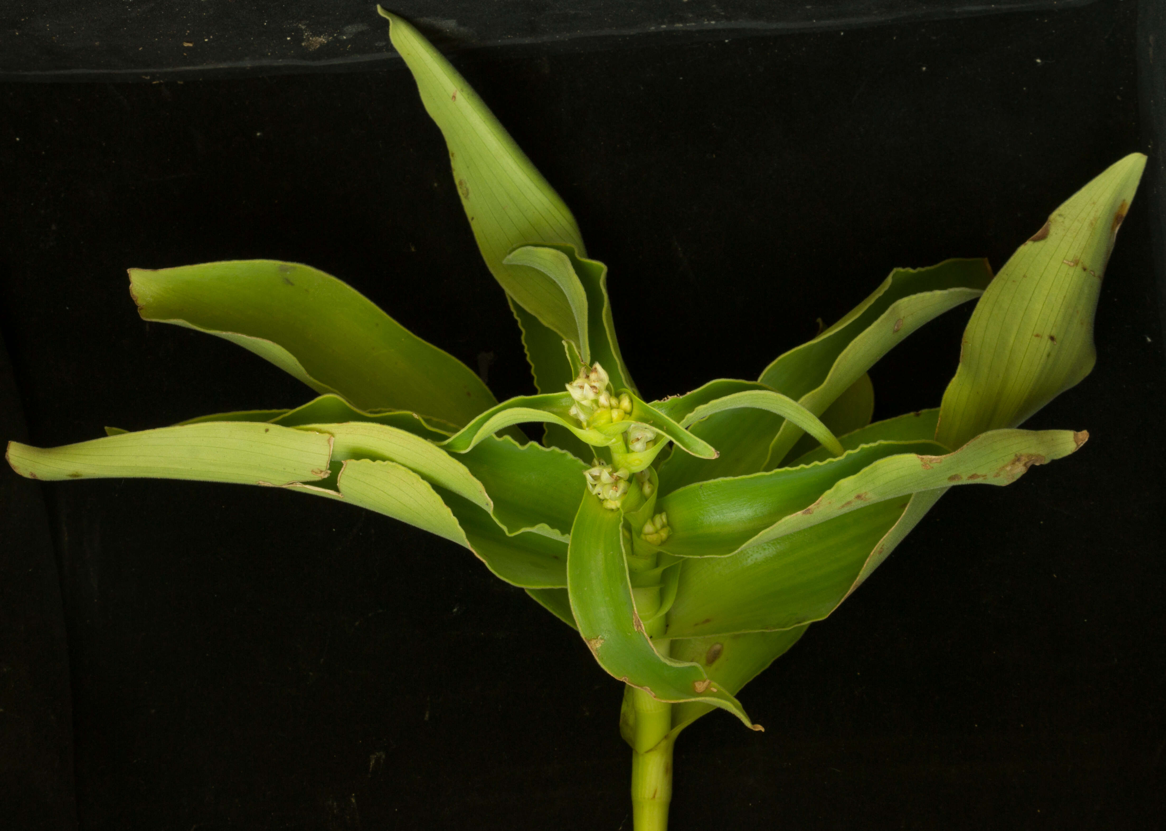 Image of Tradescantia velutina Kunth & C. D. Bouché