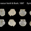 Image of Similipecten nanus (Verrill & Bush)