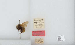 Imagem de Bombus appositus Cresson 1879