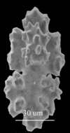 Image of Hemicorallium reginae (Hickson 1905)