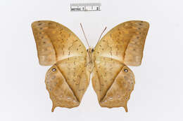 Charaxes fulvescens (Aurivillius 1891)的圖片