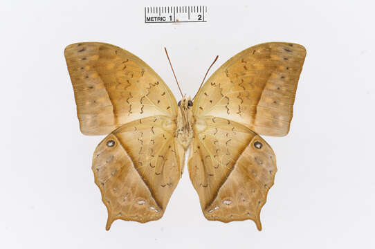 Charaxes fulvescens (Aurivillius 1891)的圖片