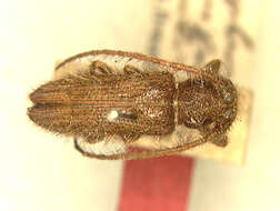 Sophronica costulata (Quedenfeldt 1882)的圖片