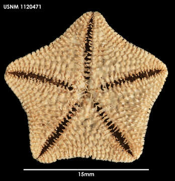 Image of Asterina fimbriata Perrier 1875