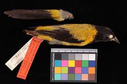 Imagem de Icterus graduacauda audubonii Giraud Jr 1841