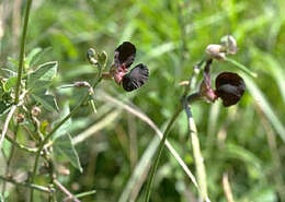 Macroptilium atropurpureum (DC.) Urb. resmi