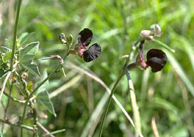 Macroptilium atropurpureum (DC.) Urb. resmi