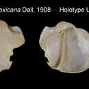 Sivun Xylophaga mexicana Dall 1908 kuva