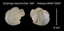 Sivun Xylophaga mexicana Dall 1908 kuva