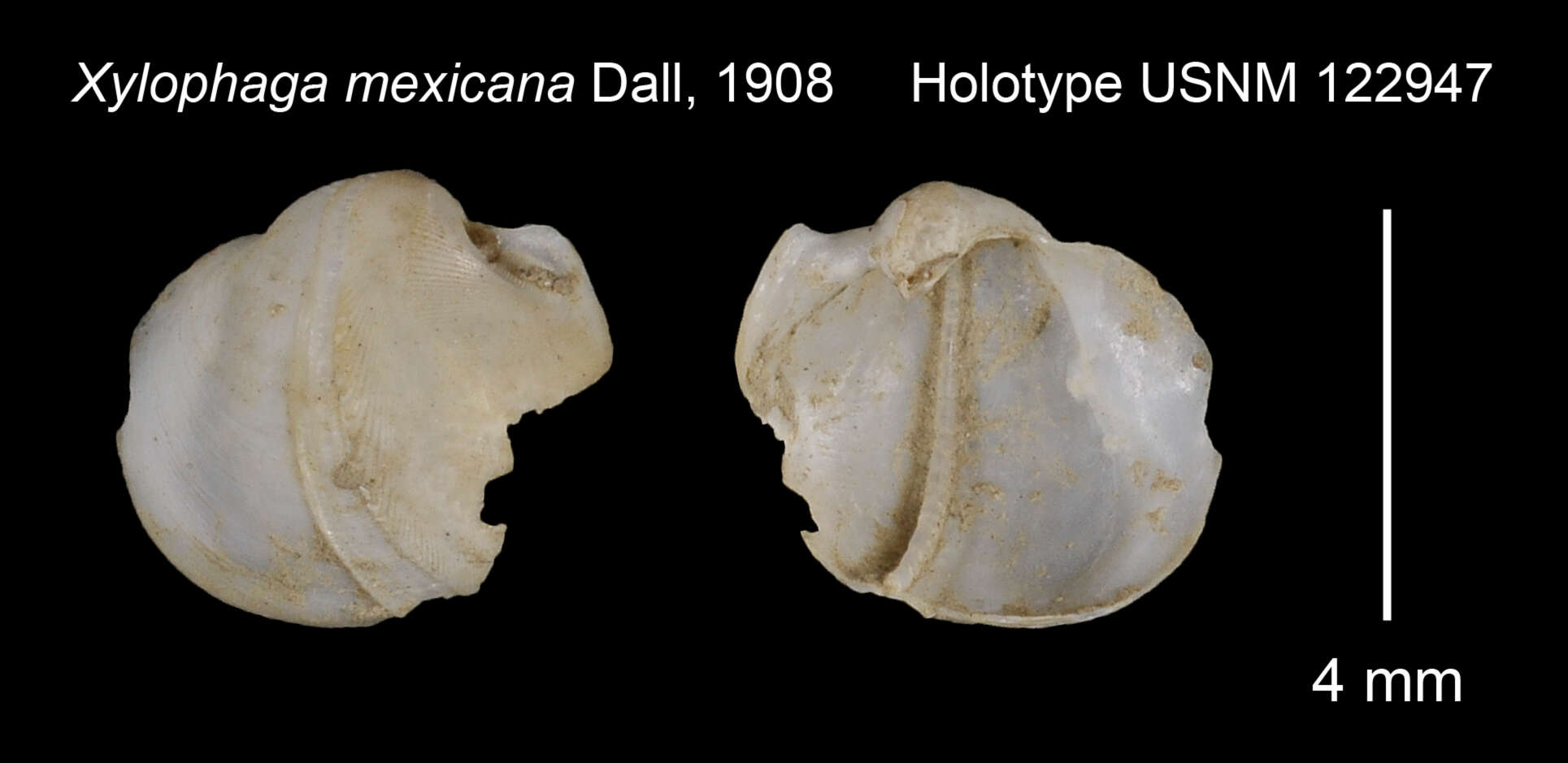 Image de Xylophaga mexicana Dall 1908