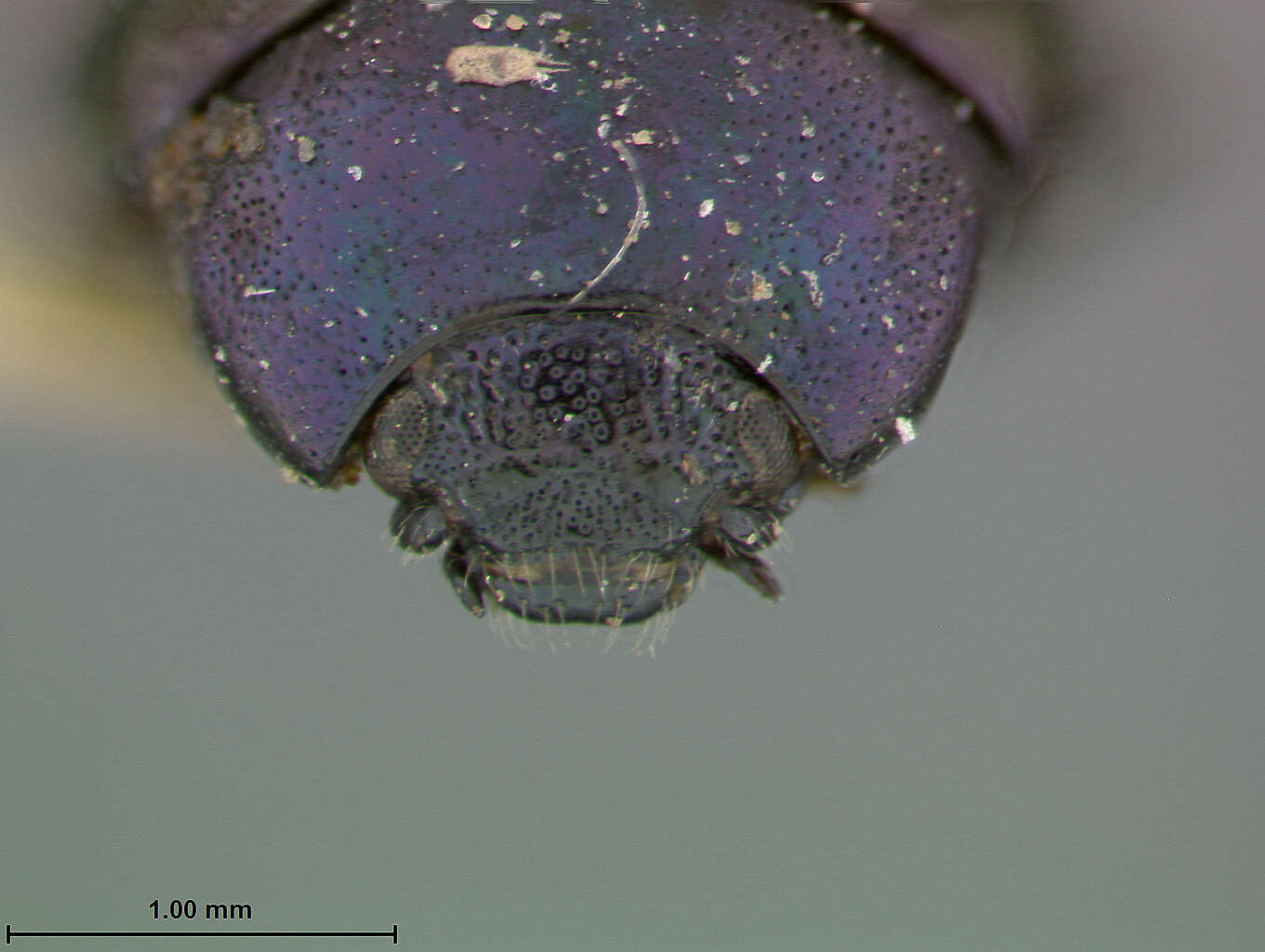 Image of Plagiodera Chevrolat 1836