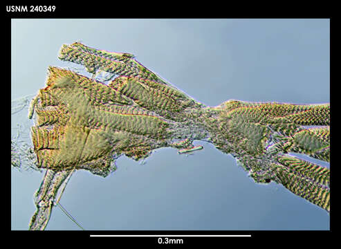 Image of Macromckenziea Maddocks 1990