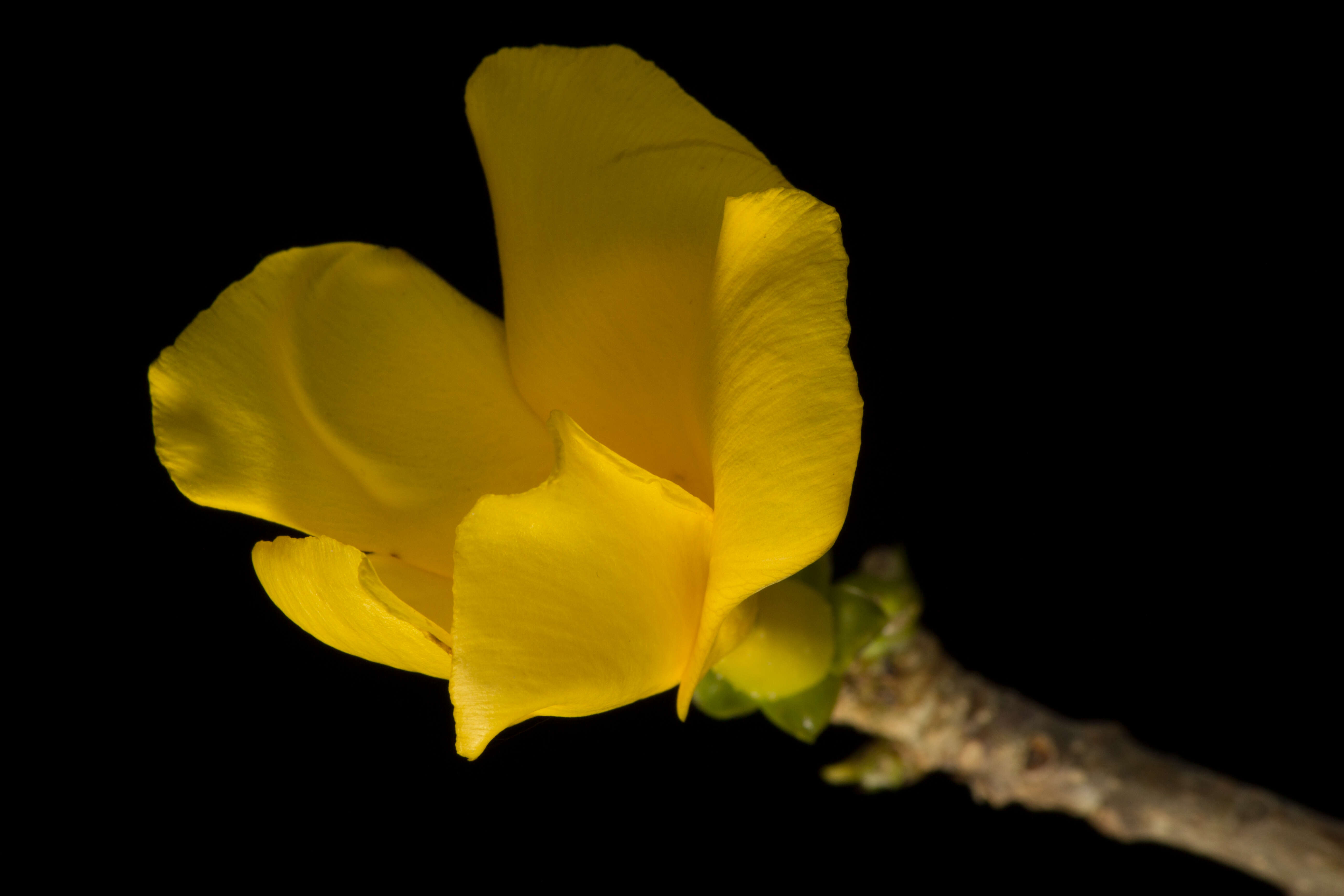 Image of Cascabela ovata (Cav.) H. Lippold