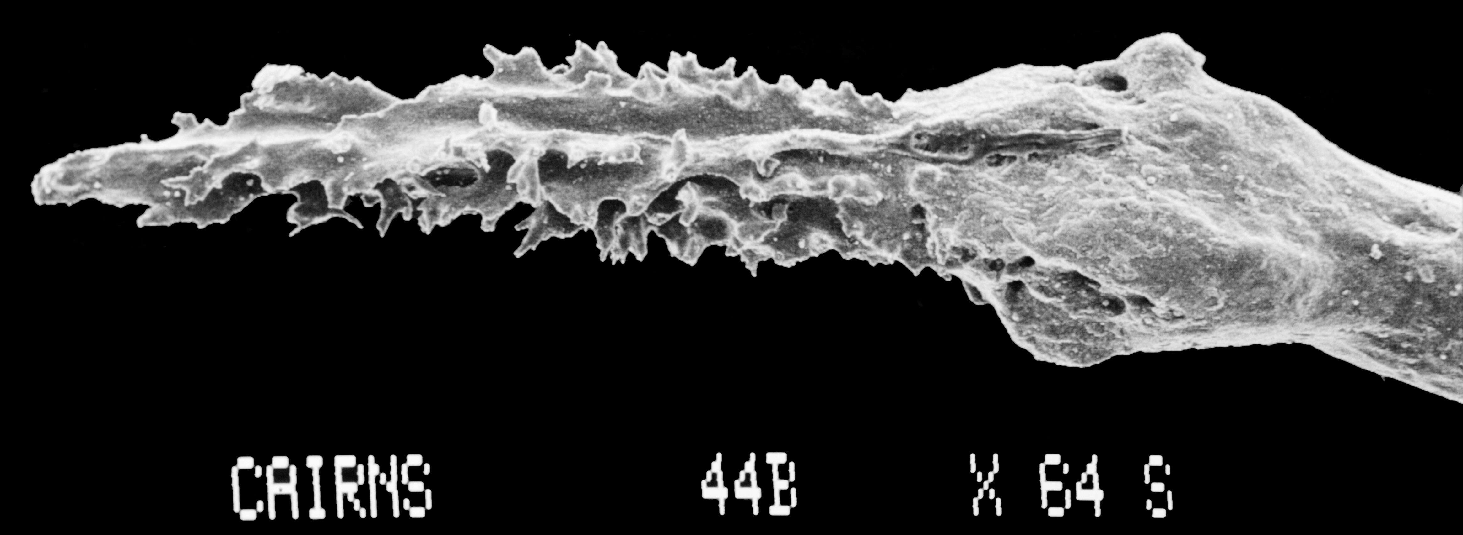 Image of Sporadopora dichotoma (Moseley 1876)