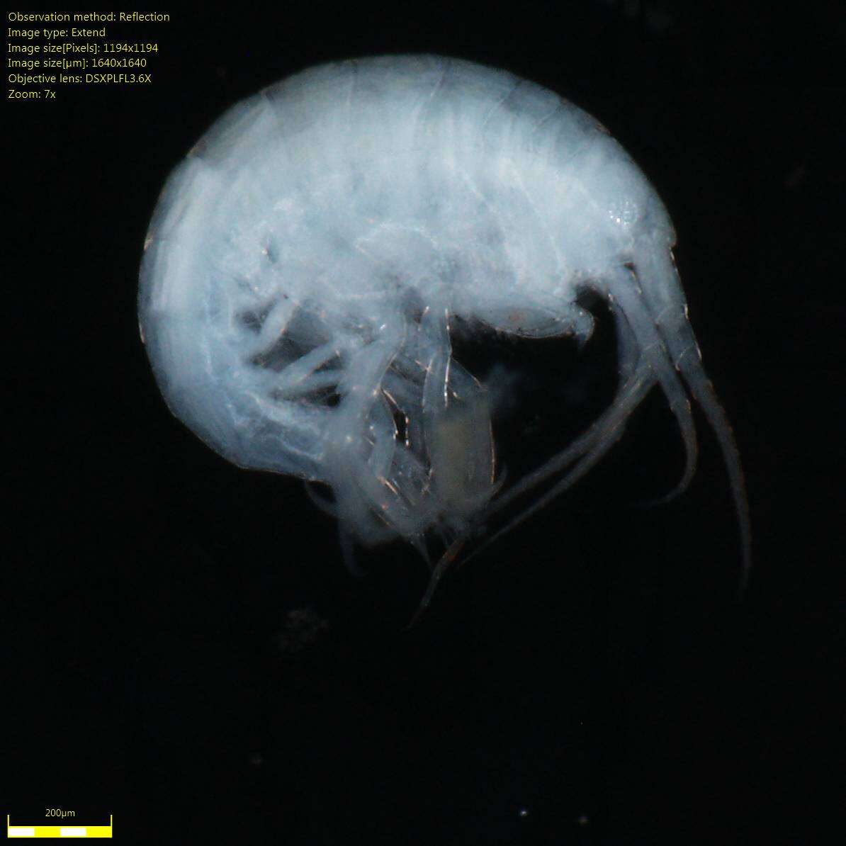 Image of Amphipoda