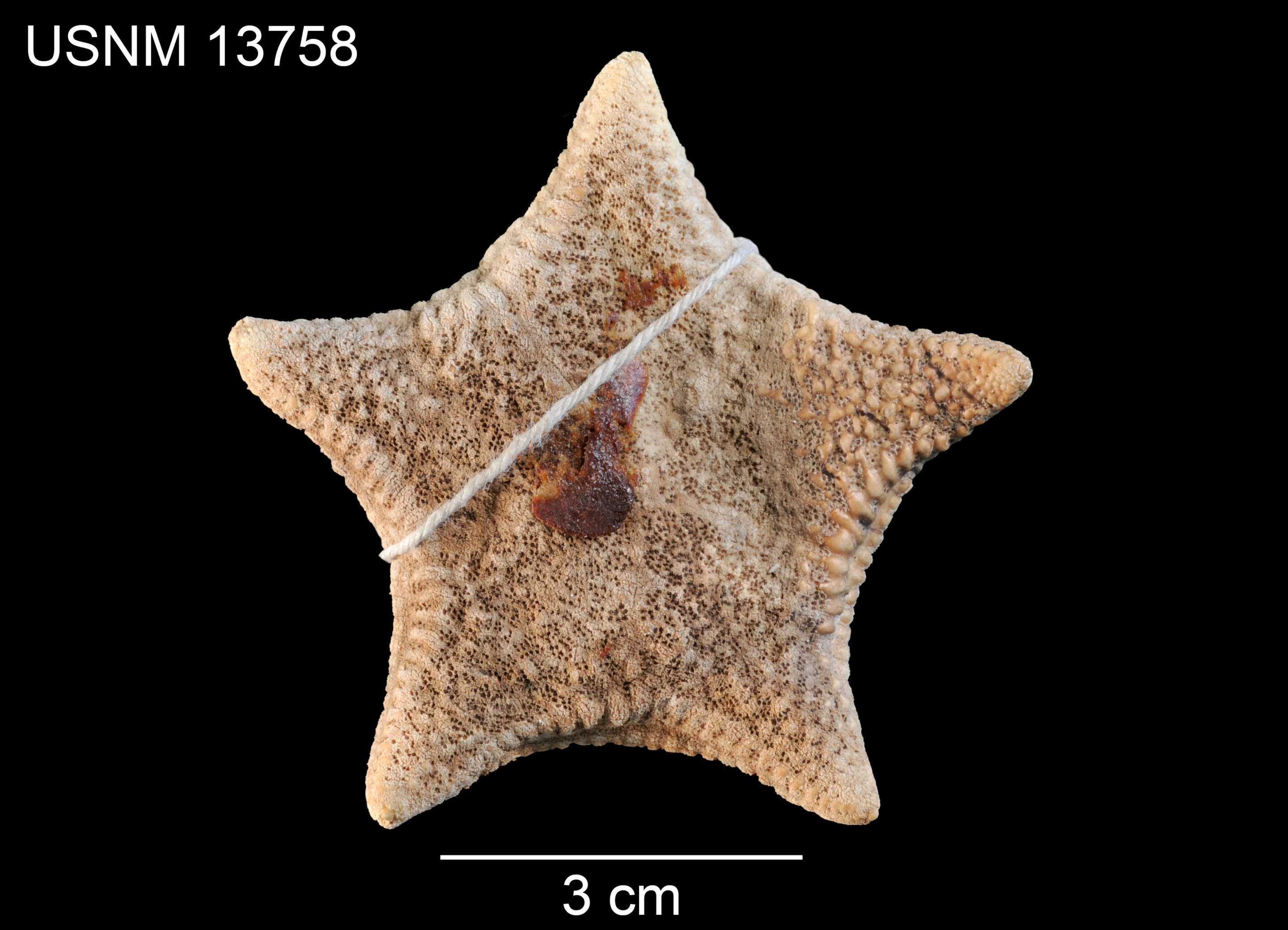 Image of Poraniomorpha (Poraniomorpha) hispida (M. Sars 1872)