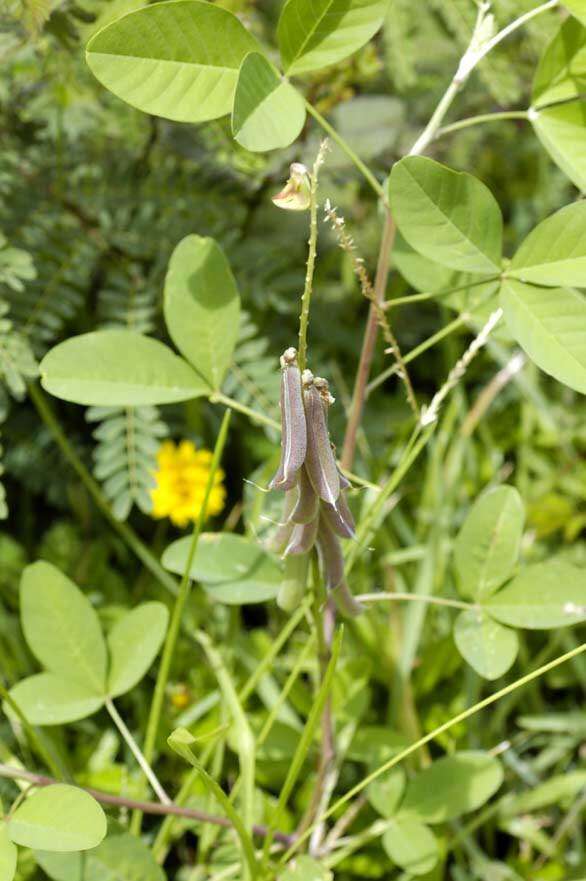 Image of Crotalaria perrottetii DC.