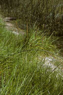 Plancia ëd Achnatherum calamagrostis (L.) P. Beauv.