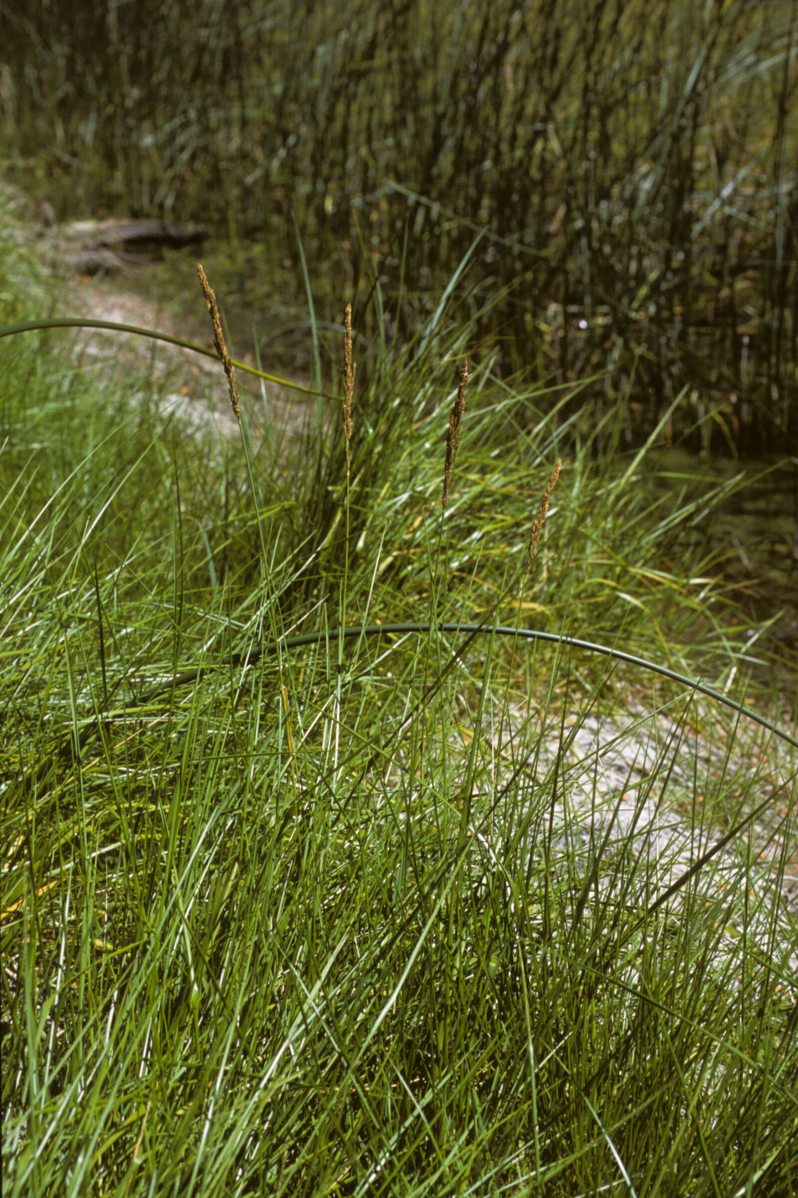 Image of Achnatherum calamagrostis (L.) P. Beauv.