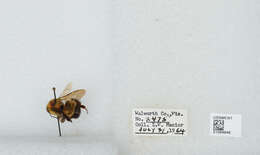 Слика од Bombus affinis Cresson 1864