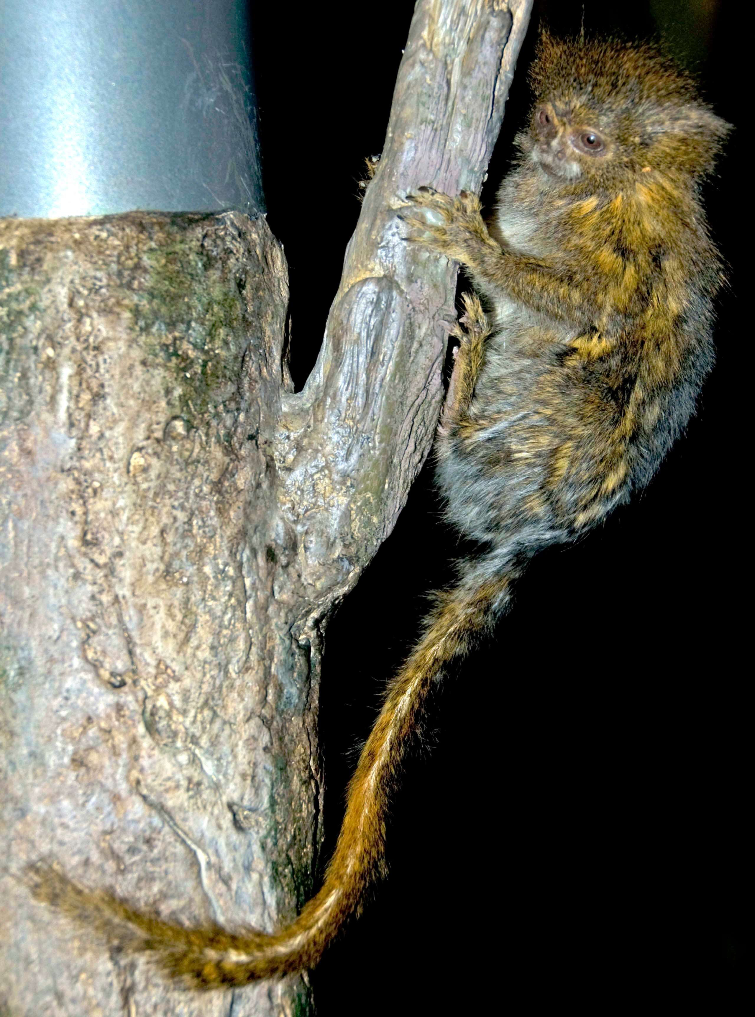 Image of pygmy marmoset