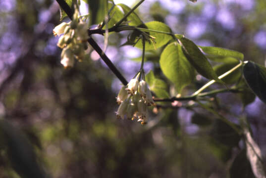 Imagem de Staphylea trifolia L.