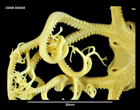 Gorgonocephalus chilensis (Philippi 1858) resmi