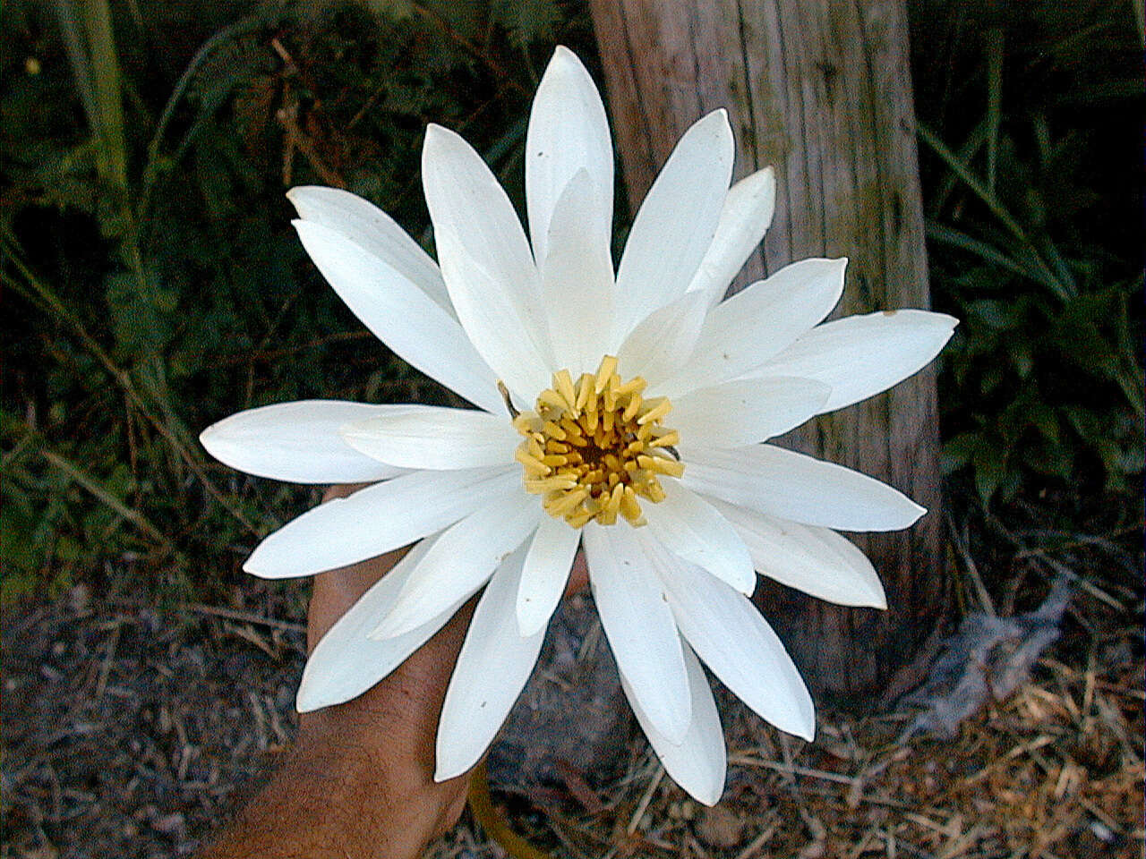 Image of Dotleaf waterlily