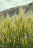 Image of foxtail barley