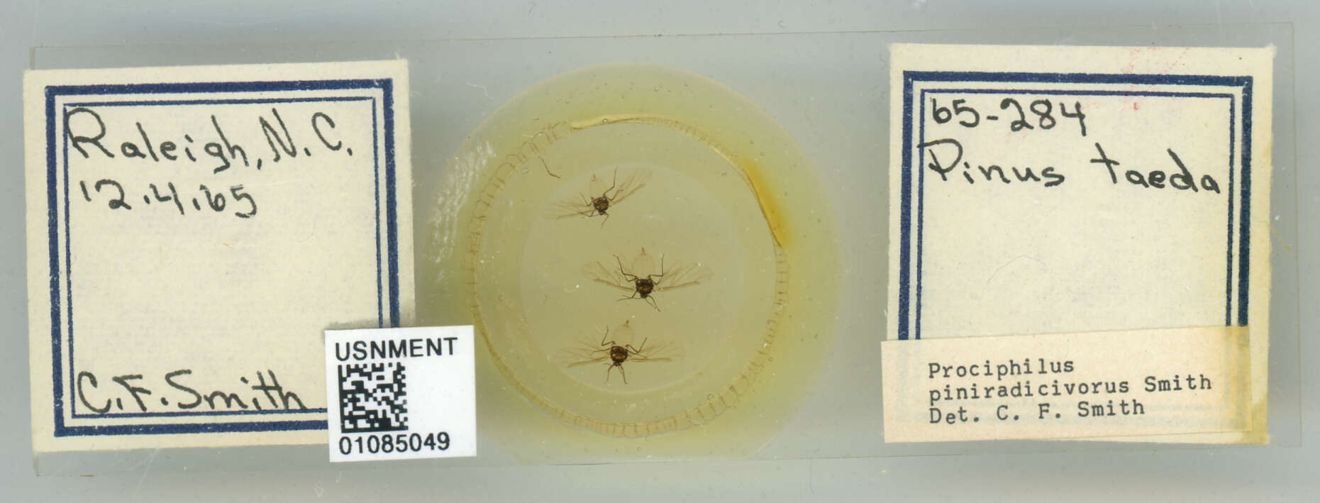 Image of Prociphilus (Prociphilus) piniradicivorus Smith & C. F. 1969