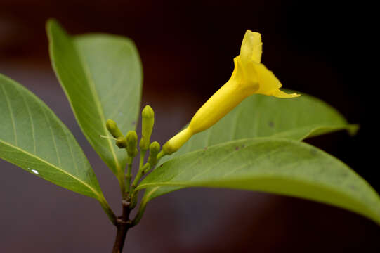 Plancia ëd Odontadenia puncticulosa (Richard) Pulle