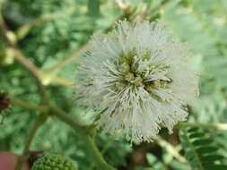 Image of white leadtree