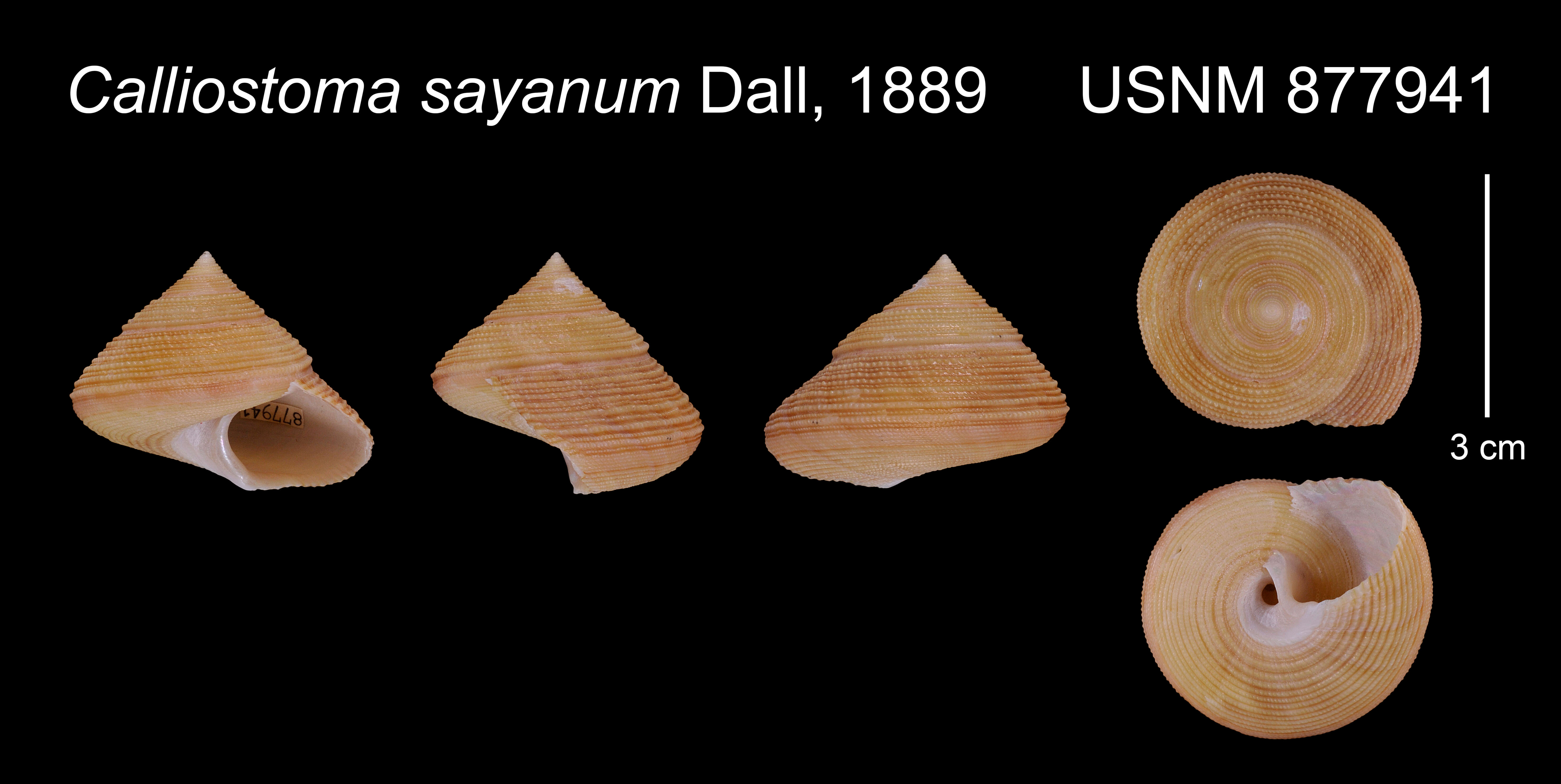 Image of Calliostoma sayanum Dall 1889
