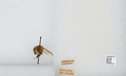 Imagem de Bombus appositus Cresson 1879