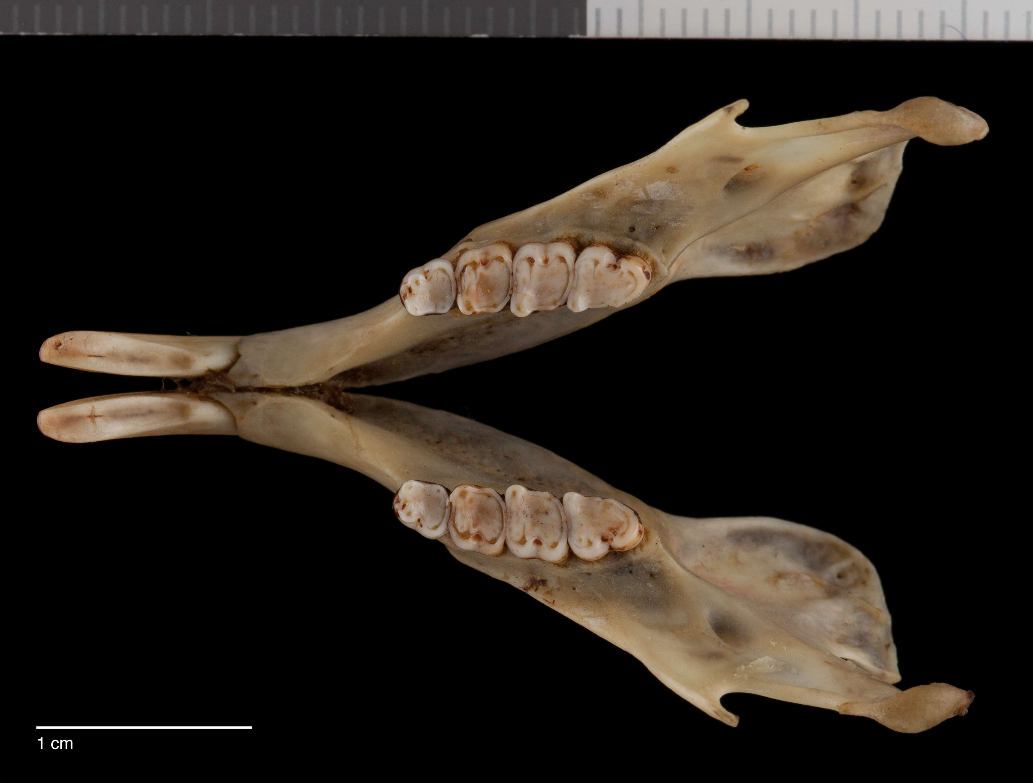 Imagem de Ratufa affinis affinis (Raffles 1821)