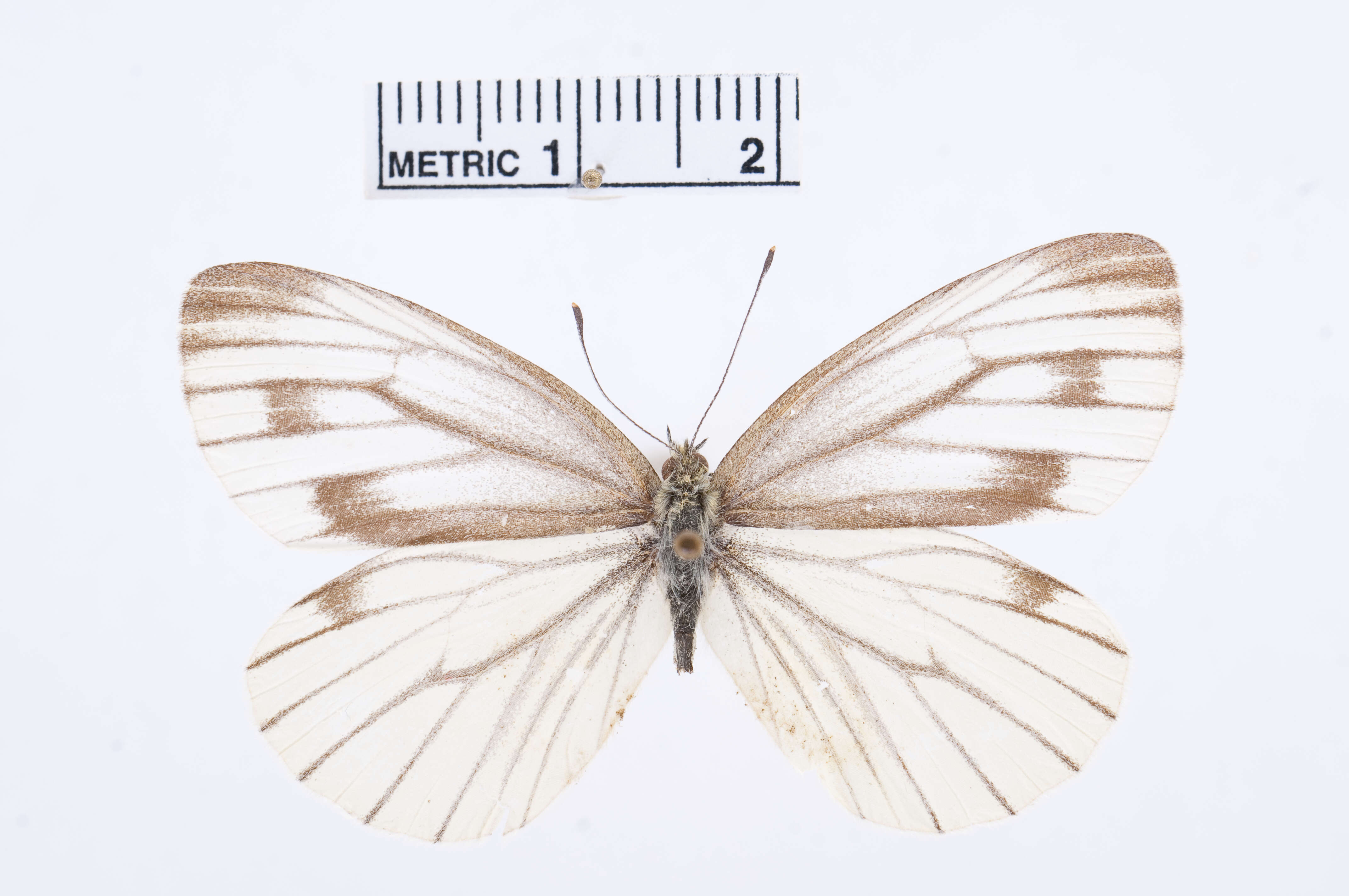 Image of Pieris Hübner 1819